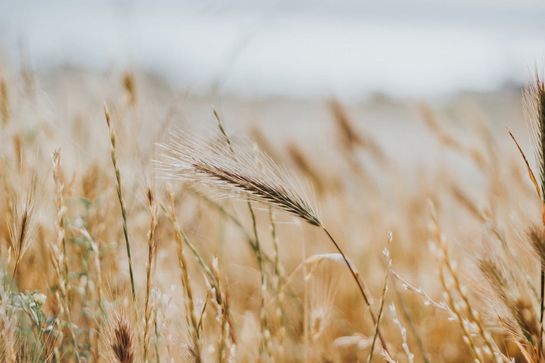 wheat field